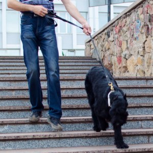 Поводок из черной кожи для ризеншнауцера «Amazing stroll» латунный карабин